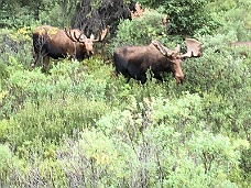 IMG_2786 A Pair Of Moose